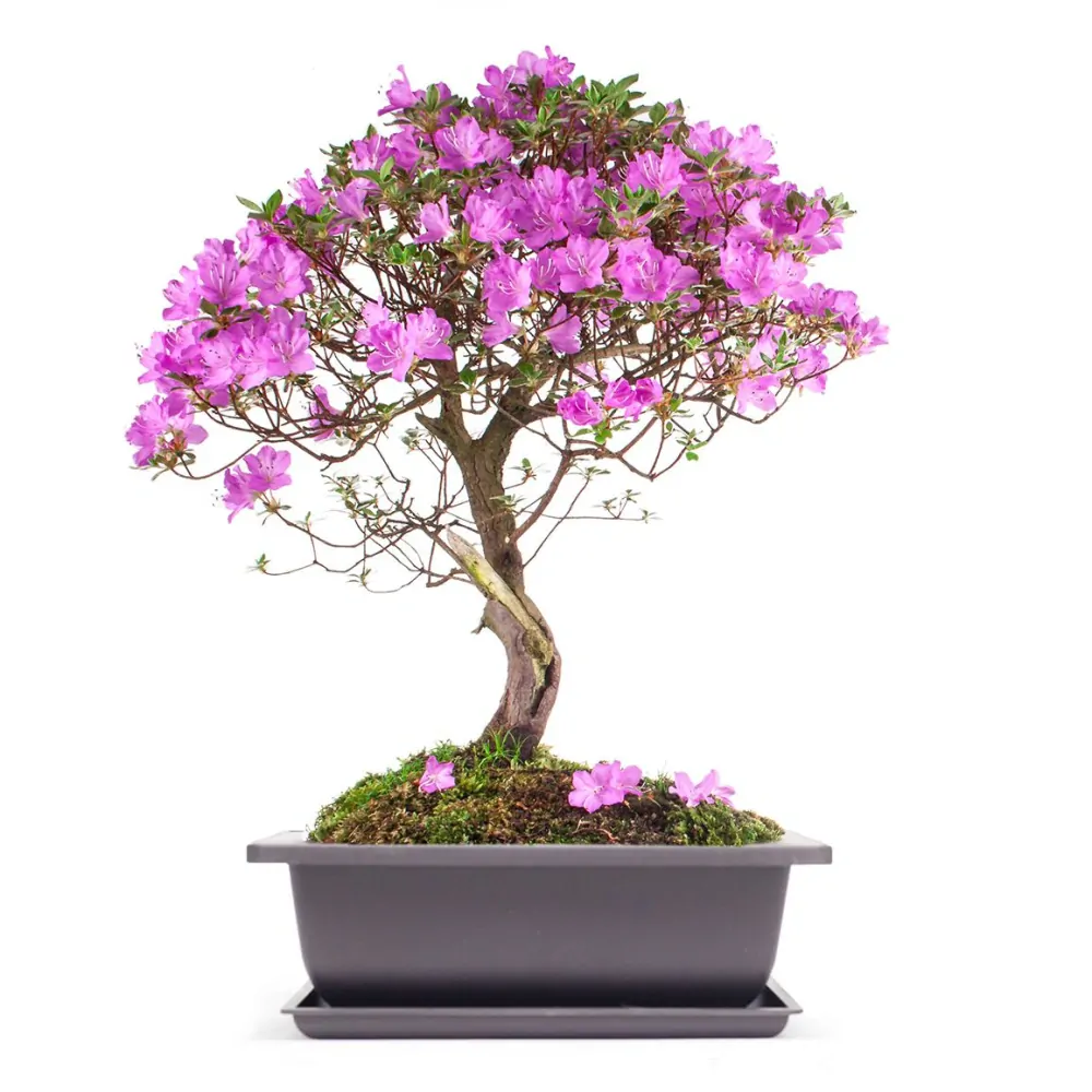 Plastová miska s podmiskou 23 cm