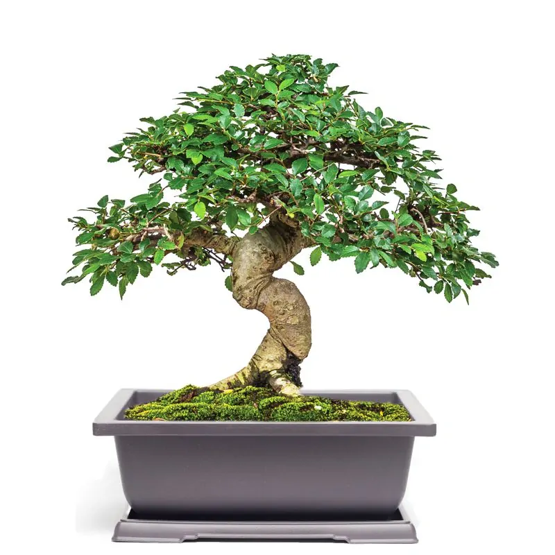 Plastová miska s podmiskou 29 cm